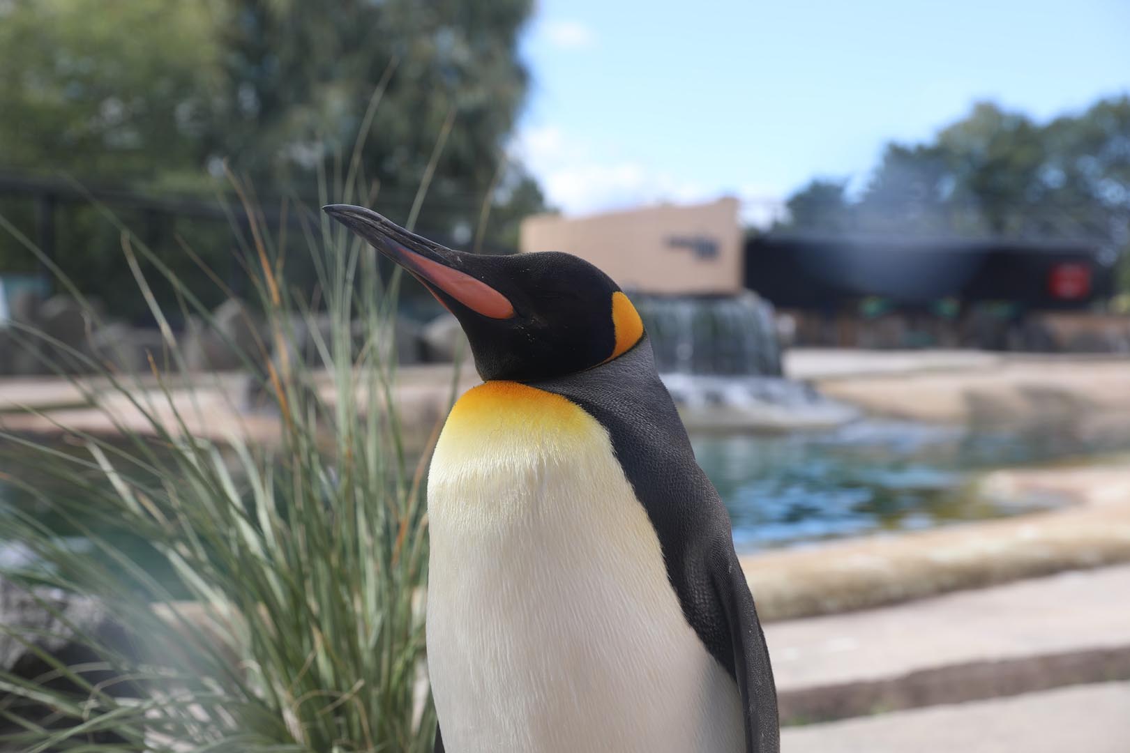 King penguin Sir Nils Olav standing in front of penguin pool next to plant facing left